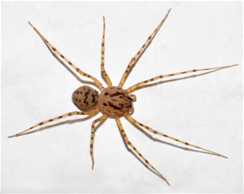 Arachnophobia is an unreasonable fear of spiders. . Spitting spider interesting facts
